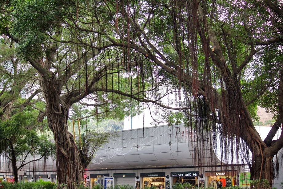 nathan road banyan tree wide