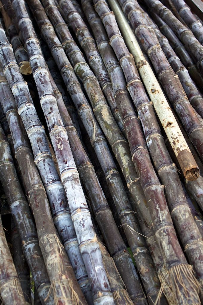 sugar cane
