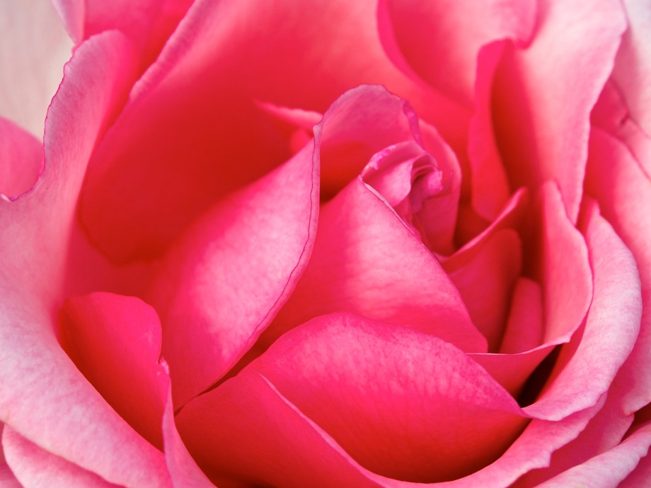 Pink Rose