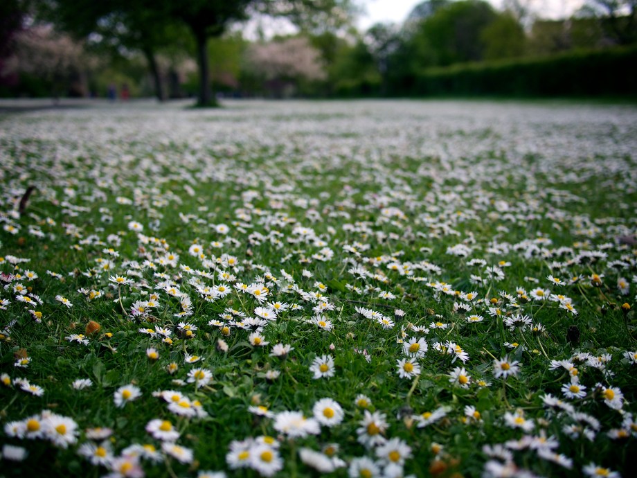 Daisies