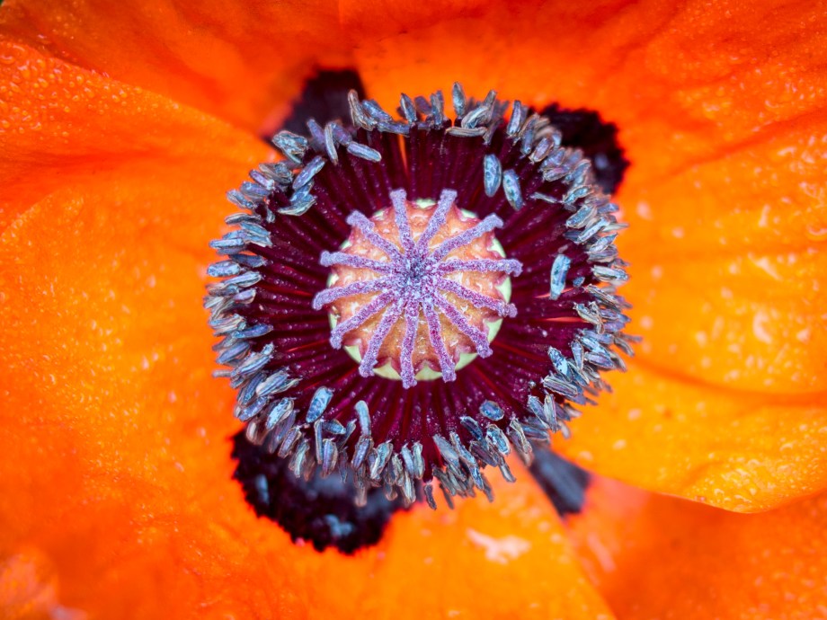 poppy burst