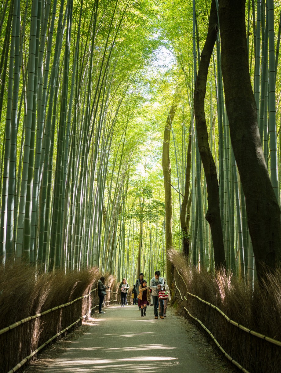 arashiyama path