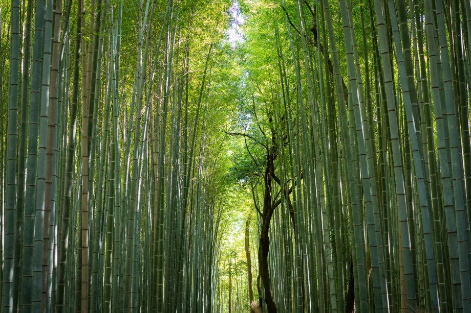 arashiyama