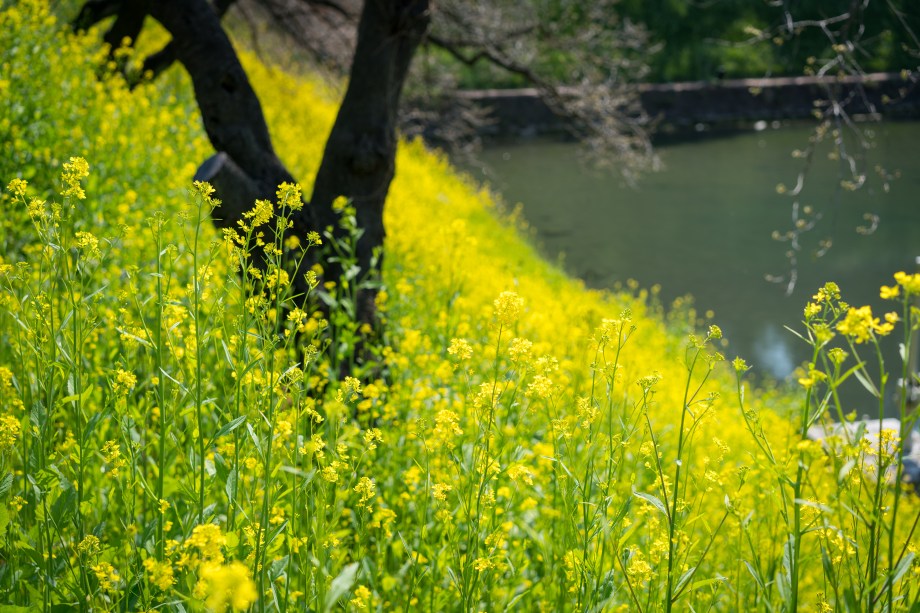 not all cherries.jpg