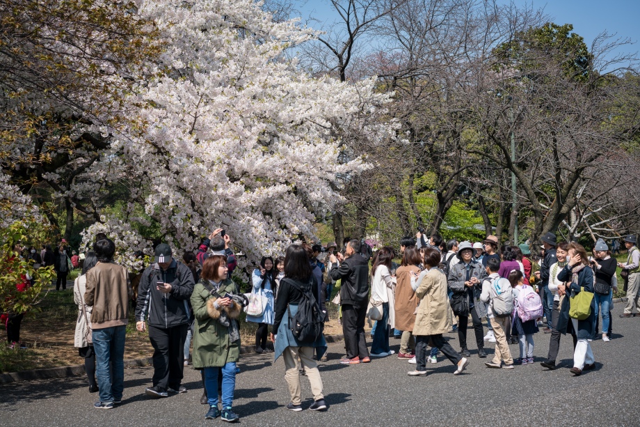 tokyo cherry blossom -4