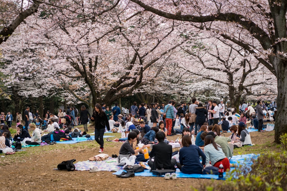 tokyo cherry blossom -9