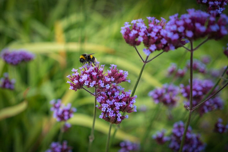 purple bee flower.jpg